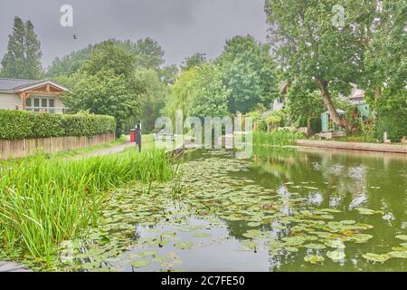 Canne d'acqua e gigli accanto all'alzaia del Market Harborough Arm del Grand Union Canal in un giorno d'estate sognante e piovoso. Foto Stock