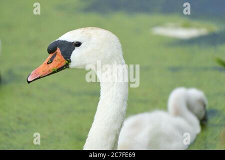 Un cigno bianco con becco d'arancia, nuotare in uno stagno. Anatra Swan in backgound. Solo testa e collo. Anatre galleggia nell'acqua Foto Stock