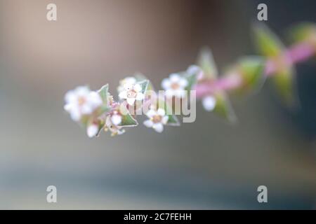 Closeup estremo dei piccoli fiori bianchi di una pianta succulenta di Crassula capitella Foto Stock