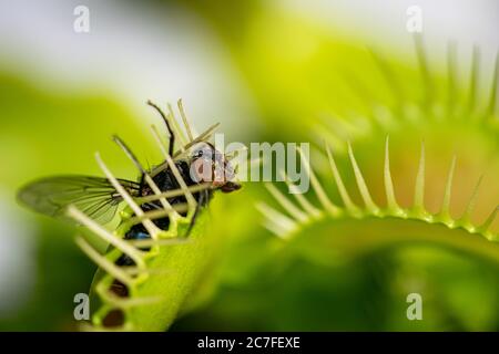 una singola mosca comune di casa che viene mangiato da una pianta affamata di trappola di mosca di venere Foto Stock