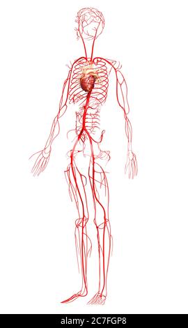 rappresentazione 3d con rappresentazione medica accurata delle arterie Foto Stock