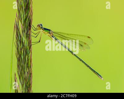 Libellula seduta di insetto su impianto Macro ritratto su sfondo verde Foto Stock