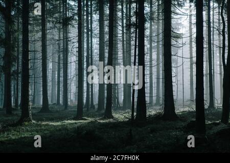 Una misteriosa foresta scura con un'atmosfera durante la mattina nebbia in autunno. Foto Stock