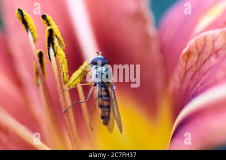 Vista closeup di un hoverfly - famiglia Syrphidae Foto Stock