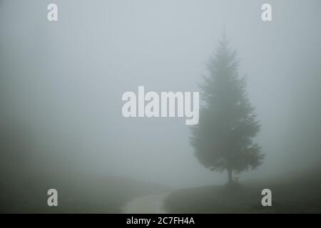 Solitario conifere che si erge all'orizzonte a lato di una strada di ghiaia che conduce attraverso prati verdi durante la mattinata foggosa nelle Alpi Giulie della Slovenia Foto Stock