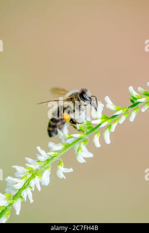 Miele Bee Insect impollinante Fiori campanileanati bianchi Foto Stock