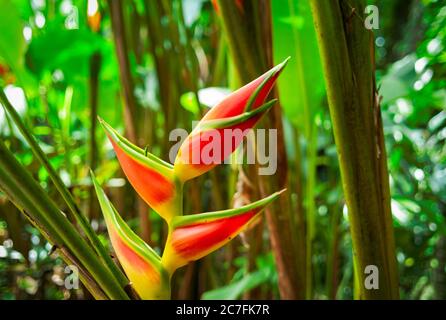 Primo piano di messa a fuoco selettiva della pianta di fioritura di Heliconia nel nel mezzo del giardino Foto Stock