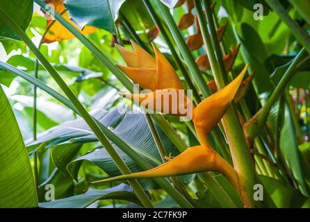 Primo piano di messa a fuoco selettiva della pianta di fioritura di Heliconia nel nel mezzo del giardino Foto Stock