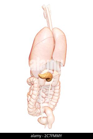 3D Rendering accurato dal punto di vista medico illustrazione del pancreas Foto Stock