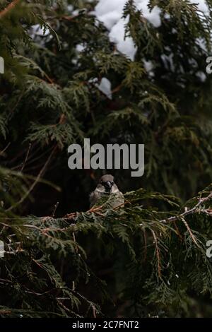 Scatto verticale di uno passero seduto su una neve coperta ramo di un albero Foto Stock