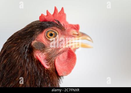 Primo piano del viso di una gallina marrone. Foto Stock