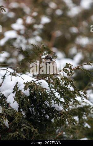 Scatto verticale di uno passero seduto su una neve coperta ramo ad albero Foto Stock