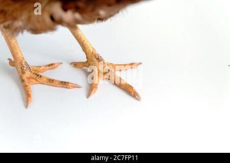 Immagine del piede di una gallina da vicino. I piedi sono gialli su sfondo bianco. Foto Stock