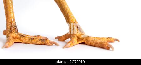 Immagine del piede di una gallina da vicino. I piedi sono gialli su sfondo bianco. Foto Stock