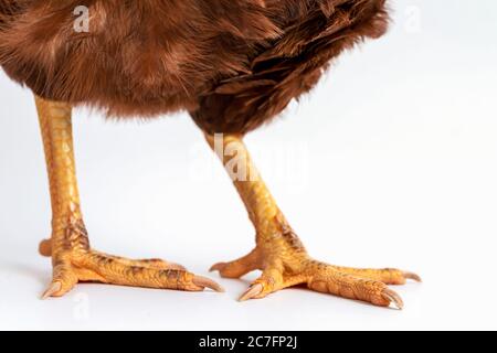 Immagine del piede di una gallina da vicino. I piedi sono gialli su sfondo bianco. Foto Stock