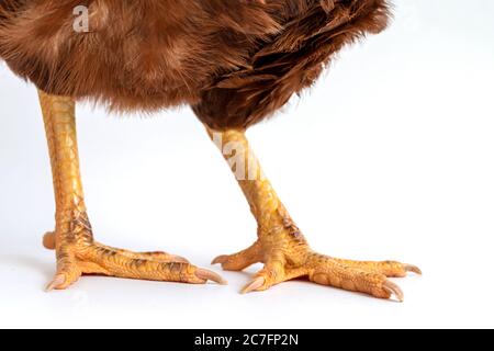 Immagine del piede di una gallina da vicino. I piedi sono gialli su sfondo bianco. Foto Stock