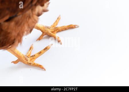 Immagine del piede di una gallina da vicino. I piedi sono gialli su sfondo bianco. Foto Stock