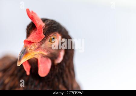 Primo piano del viso di una gallina marrone. Foto Stock