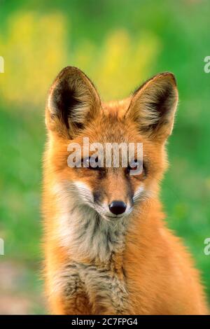 Ritratto di pochi mesi di Baby Red Fox in the wild, guardando la macchina fotografica. Foto Stock