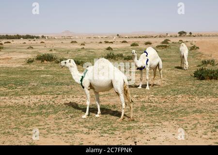 Diversi cammelli si trovano su un prato sabbioso in Arabia Saudita e mangiano erba Foto Stock