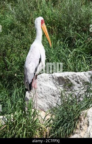 Cicogna gialla nella natura Foto Stock