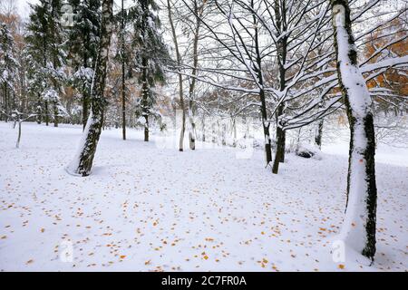 Prima neve nella foresta. Alberi innevati nel bosco. Foglie cadute Foto Stock