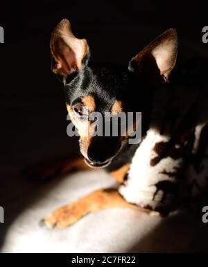 Scatto verticale di un cane ratter di Praga seduto in un camera oscura Foto Stock