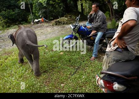 La comunità locale si sta dedicando ad Amel, un elefante sumatran bambino al campo degli elefanti, villaggio di Tangkahan, Sumatra del Nord, Indonesia. Foto Stock