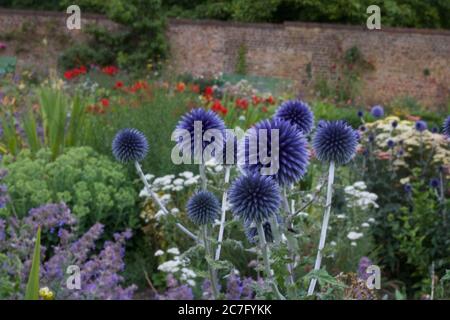 Fiori assortiti, tra cui echinops in un grazioso giardino inglese cottage murato Foto Stock