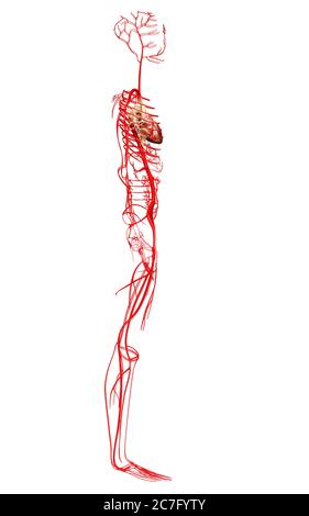 rappresentazione 3d con rappresentazione medica accurata delle arterie Foto Stock