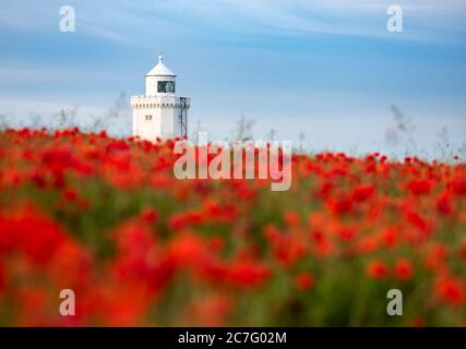 Red Poppies di fronte al South Foreland Lighthouse; un albergo di proprietà del National Trust sulla Kent Coast vicino dover. Foto Stock