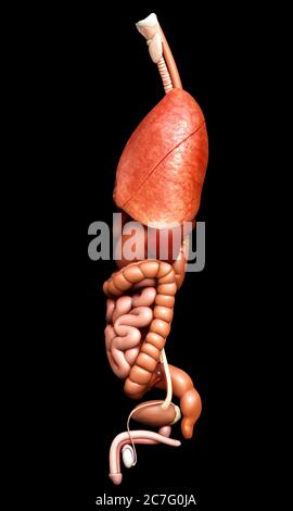 rappresentazione 3d con precisione medica degli organi interni Foto Stock