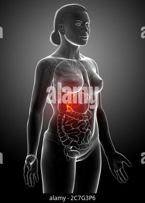 3d rendering medico accurato illustrazione di organi femminili Gallbladder Anatomy Foto Stock