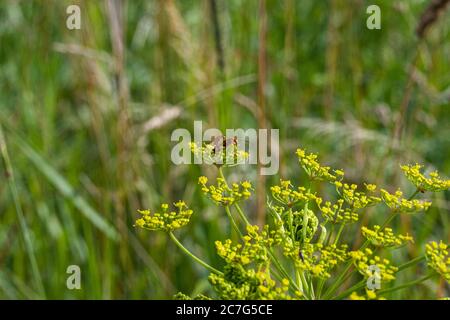 Un closeup immagine di due piccoli insetti rossi su un fiore giallo selvaggio. Sfondo verde sfocato. Foto di Scania, Svezia meridionale. Foto Stock