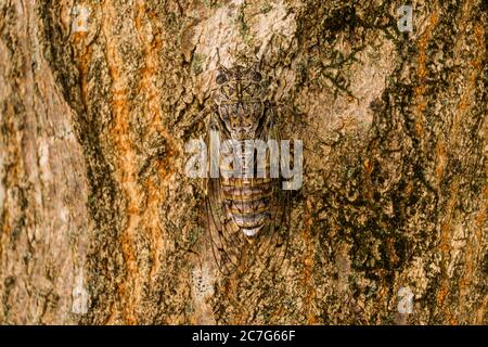 Una cicala si nascose su una tessitura di legno Foto Stock