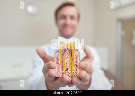 Fuoco selettivo su un modello del dente nelle mani del dentista maschio allegro. Ortodontista professionista sorridente tenendo fuori modello di un dente sano al Foto Stock
