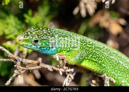 Lucertola verde europea (Lacerta viridis) in erba, montagna Velebit, Croazia Foto Stock