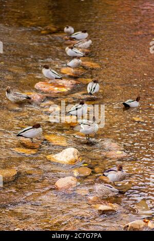 Colpo verticale di un sacco di anatre mallard vicino a. lago durante il giorno Foto Stock