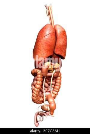 rappresentazione 3d con precisione medica degli organi interni Foto Stock