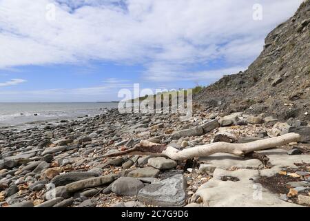 Caccia ai fossili a bassa marea tra Lyme Regis e Charmouth, Dorset, Inghilterra, Gran Bretagna, Regno Unito, Regno Unito, Europa Foto Stock