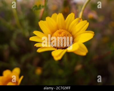 Primo piano di Anthemis tinctoria o camomilla gialla al tramonto Foto Stock