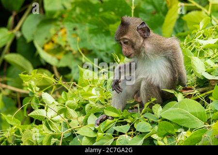 Giovane maschio Crab-mangiare macaco seduto sulla cima del cespuglio Foto Stock