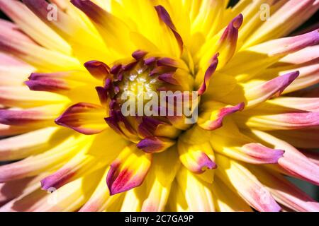 Giallo Dahlia fiore 'Karma Sangria' semi cactus pastello Dahlia Karma Foto Stock