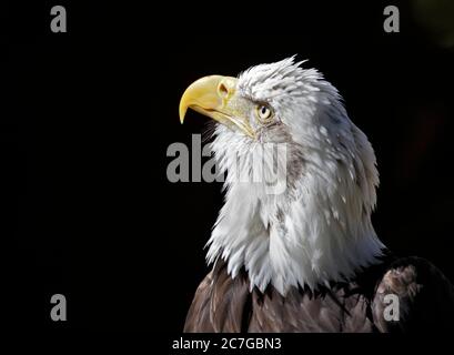 Alaskan aquila calva (Haliaeetus leucocephalus) Foto Stock