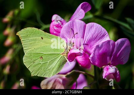 Primo piano di una farfalla di pietra da ponte (gonepteryx rhamni) seduta su un fiore in natura. Foto Stock