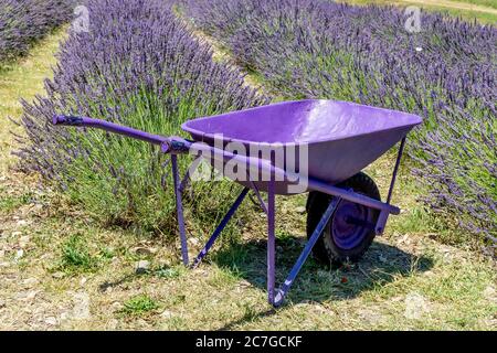 Una carriola completamente viola con un campo di lavanda nella campagna di Santa luce, Pisa, Italia