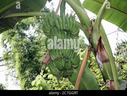 Ancora banane verdi che crescono nel bioma tropicale al progetto Eden in Cornovaglia. Foto Stock