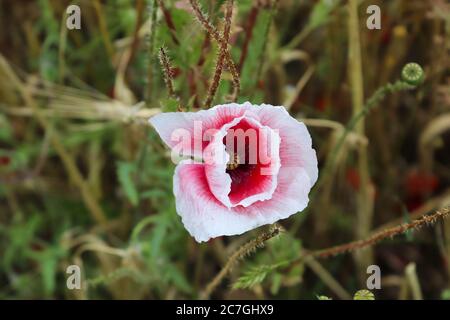 Bella papavero rosso fiori rhoeas papaver in un campo di grano dorato Foto Stock