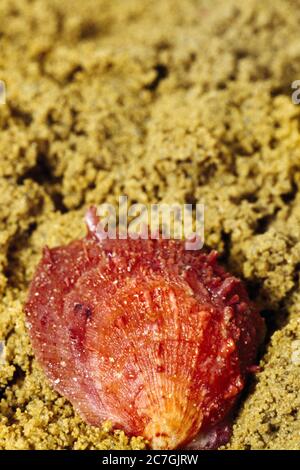 Arabia Saudita Thorny Oyster a Sand Foto Stock