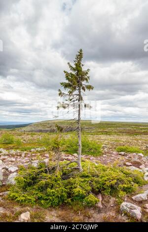 Old Tjikko un famoso albero di abete rosso nel parco nazionale di Fulufjallet in Svezia Foto Stock